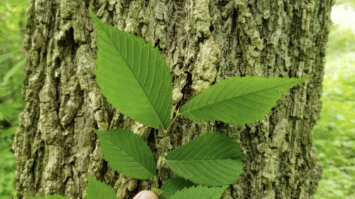 American Elm Leaf