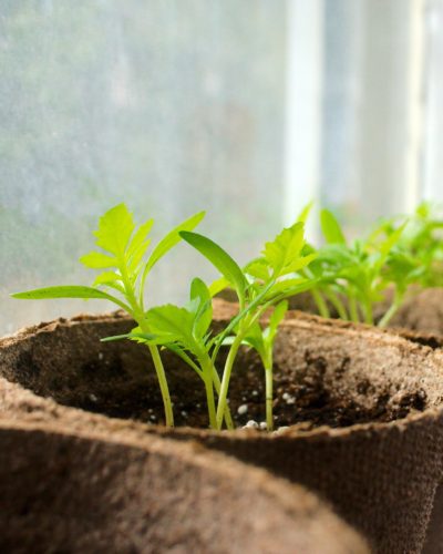 Tree seedling in pot.
