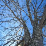 ash tree