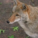 Coyote.