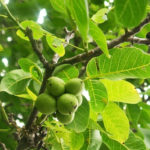 walnut tree
