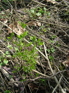 Asian bush honeysuckle