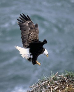 baldEagle
