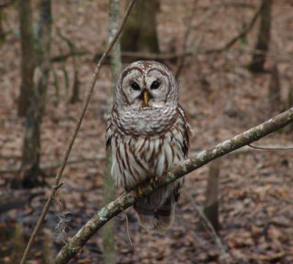 Barred Owl