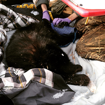 Black Bear