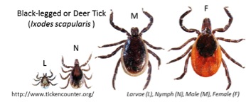 Deer Tick