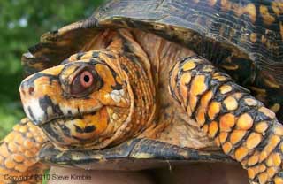 Box Turtle