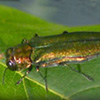 EAB