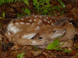 Fawn