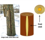Forest Crack