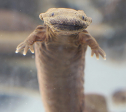 Hellbender conservation.
