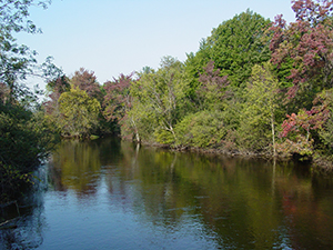 River and Trees