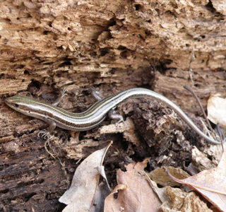 Skink