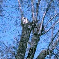 Tree topping damage, Unkindest cut to trees
