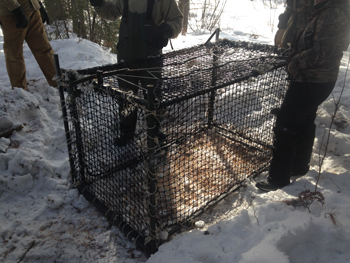 Clover trap