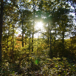 Trees in forest, Thousand Cankers Disease is no reason to harvest your trees.