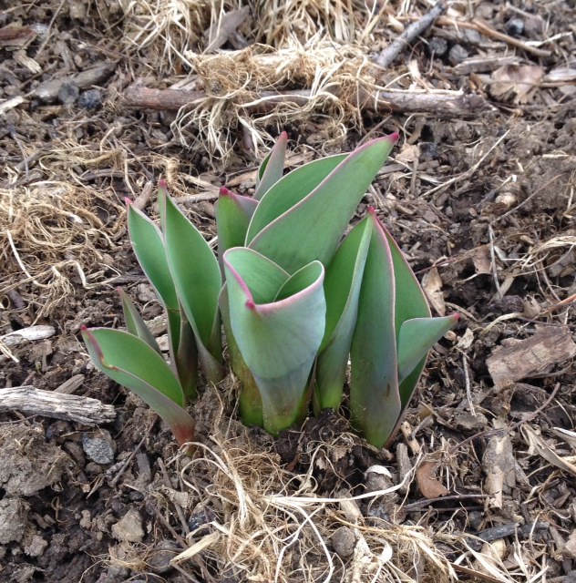 Emerging tulips in a landscaping bed.