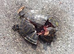 Turtle, female slider