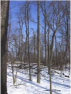 Snow covered forest