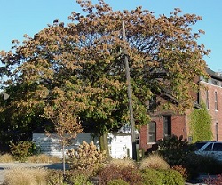 Tree-of-heaven