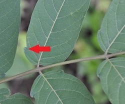 Tree-of-heaven leaflet