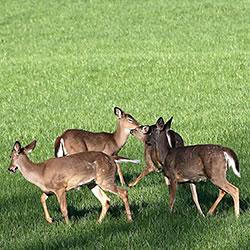deer, hunting deer-damaged forests gives IN state parks a shot at recovery
