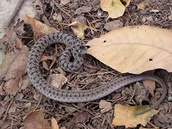 DeKay's Brownsnake - This species is a small chestnut to dark brown snake averaging 25-30 centimeters in length. The belly is cream to pink. It has two rows of dark spots along the back that fade toward the tail. Dark bars may connect the dorsal spots, giving the impression of a ladder-like pattern. The area within this pattern is usually lighter in color than the sides, often giving the impression of a central stripe.