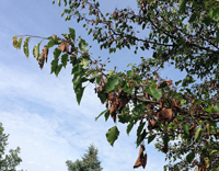 Fire-blight, pear tree