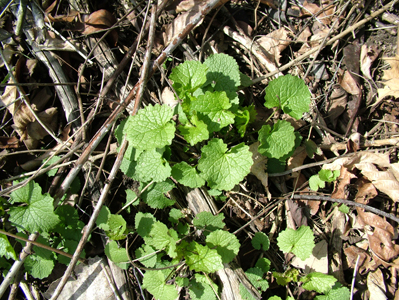 Garlic mustard