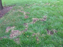 Surface tunnels of eastern moles in a lawn.