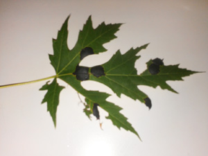 Maple leaf with black spots