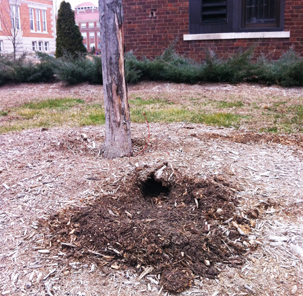 Mice damage to tree
