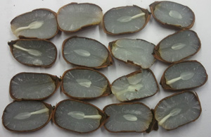 Persimmon Seeds, Bugwood.org