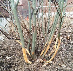 Rabbit damage to tree