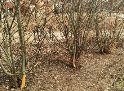 Rabbit damage to tree