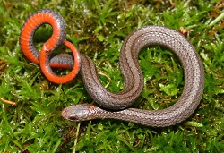 The Red-bellied Snake (18-25 cm) has both a brown and gray color phase. The two black lines along the length of its back may appear similar to the dark spots along the back of the DeKay’s Brownsnake (Storeria dekayi), but lack the crossbars. The belly has a distinctive bright pink or red coloration for which the species was named. Three light blotches may be visible behind the head on the neck.