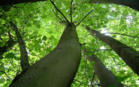 Woodlands