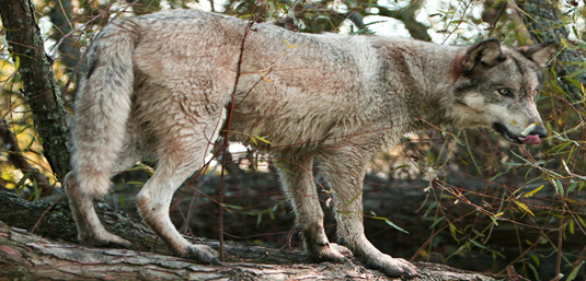 Wolf