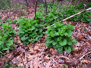 Garlic Mustard Plant