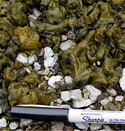 Nostoc algae on gravel