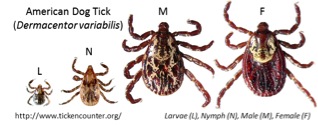 American Dog Tick