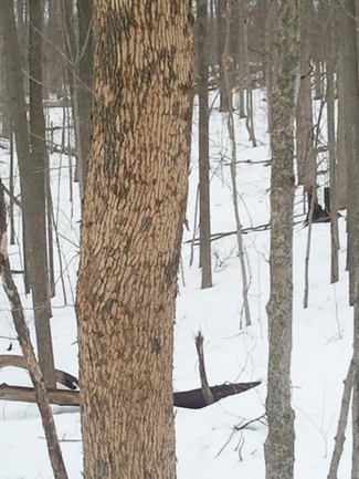 Emerald Ash Borer and woodpecker damage to ash tree.