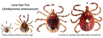 Lone Star Tick