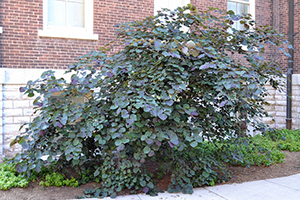Redbud Pansy Tree