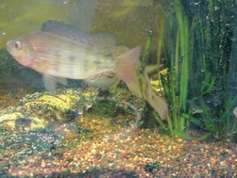 Farmed Tilapia