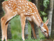 Fawn