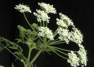 Poison Hemlock