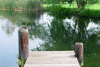 Pond