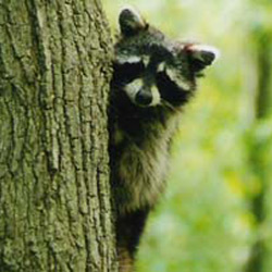 Racoon