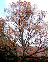 Maple Tree